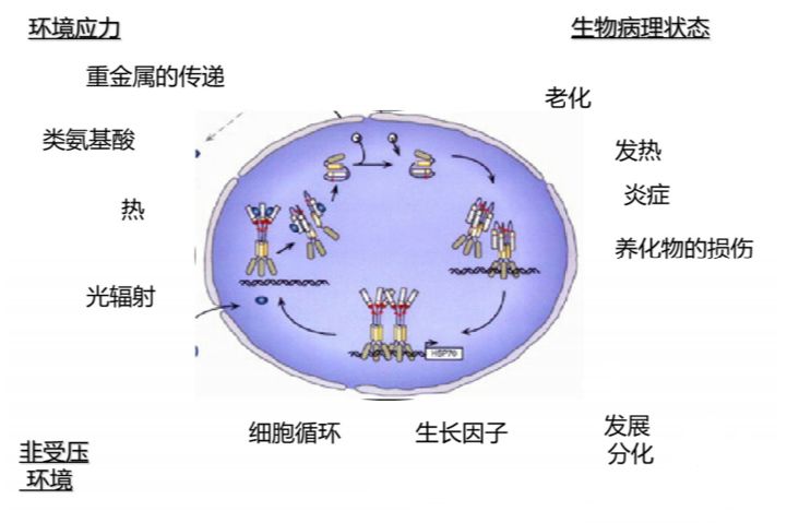 酵母菌——神奇發(fā)酵力量